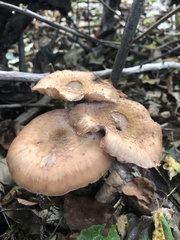 Armillaria ostoyae