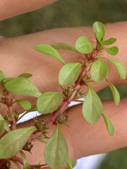Ludwigia palustris