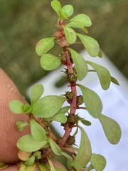 Ludwigia palustris
