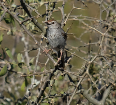 Prinia maculosa maculosa