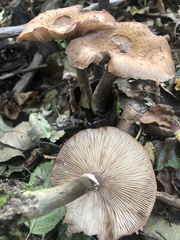 Armillaria ostoyae