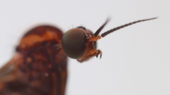 Sylvicola