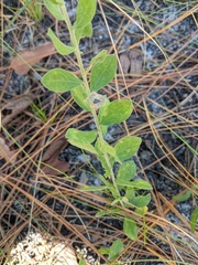 Sericocarpus tortifolius
