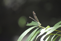 Neurobasis chinensis