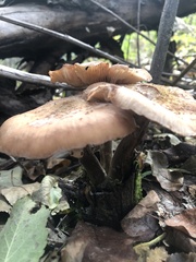 Armillaria ostoyae
