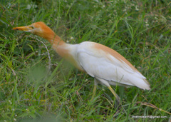 Bubulcus ibis