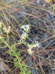 Sericocarpus tortifolius