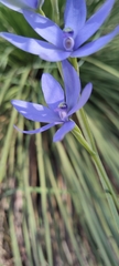 Thelymitra crinita