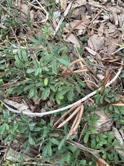 Desmanthus leptolobus