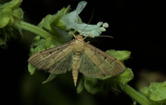 Herpetogramma bipunctalis