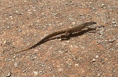 Varanus gouldii