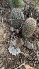 Mammillaria grahamii
