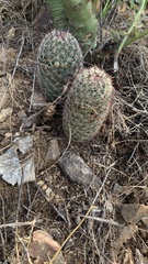 Mammillaria grahamii