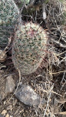 Mammillaria grahamii