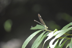 Neurobasis chinensis