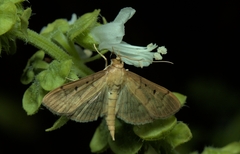 Herpetogramma bipunctalis