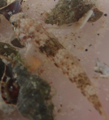 Bathygobius cocosensis