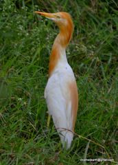 Bubulcus ibis