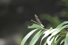 Neurobasis chinensis