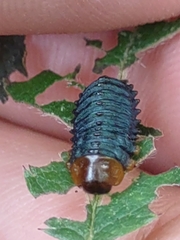 Monocesta coryli