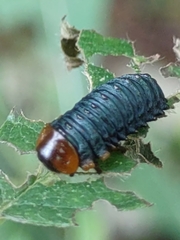 Monocesta coryli