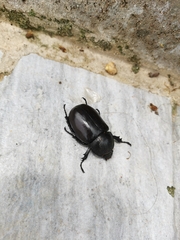 Xylotrupes