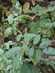 Monocesta coryli