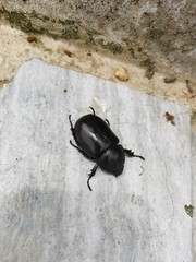 Xylotrupes
