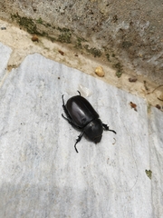 Xylotrupes