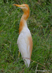 Bubulcus ibis