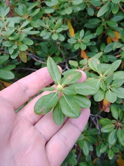 Rhododendron columbianum