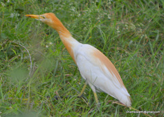 Bubulcus ibis