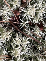 Sphagnum squarrosum