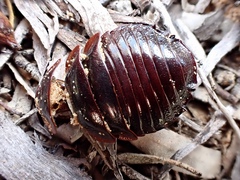 Geoscapheus robustus