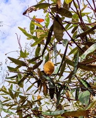 Colicodendron scabridum