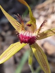 Caladenia pectinata