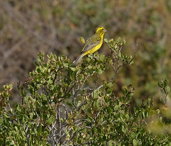 Crithagra flaviventris