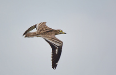 Burhinus oedicnemus