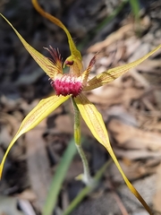 Caladenia pectinata