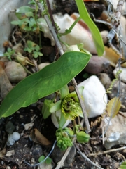 Passiflora sexocellata