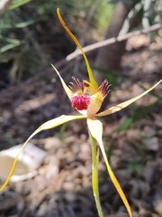 Caladenia pectinata