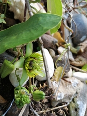 Passiflora sexocellata