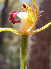 Caladenia pectinata