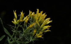 Euthamia leptocephala