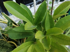 Forchhammeria trifoliata