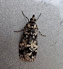 Scoparia exhibitalis