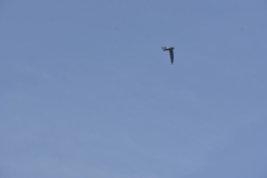 Aerodramus germani germani