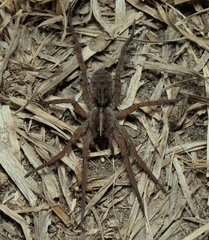 Tigrosa georgicola