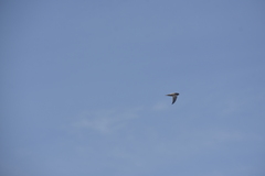 Aerodramus germani germani