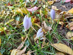 Crocus